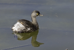 Least Grebe