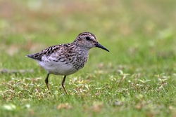 Least Sandpiper