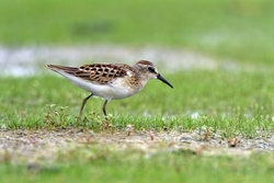 Least Sandpiper