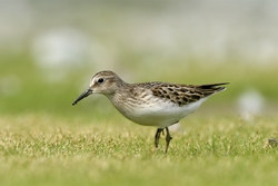 Least Sandpiper