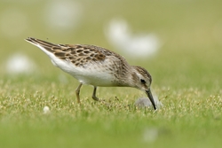 Least Sandpiper