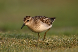 Least Sandpiper