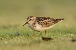 Least Sandpiper