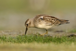 Least Sandpiper