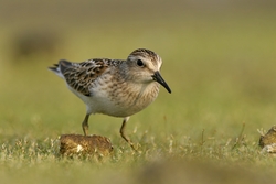 Least Sandpiper
