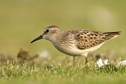 Least Sandpiper