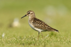 Least Sandpiper