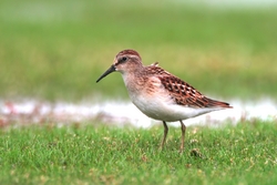 Least Sandpiper