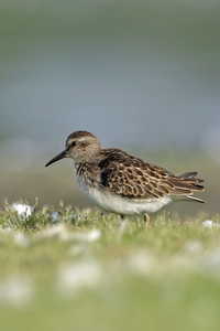 Least Sandpiper