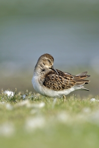 Least Sandpiper