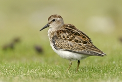 Least Sandpiper