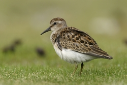 Least Sandpiper