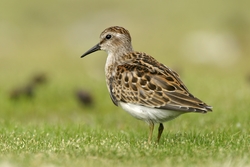 Least Sandpiper