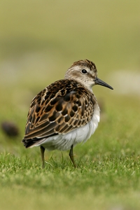 Least Sandpiper