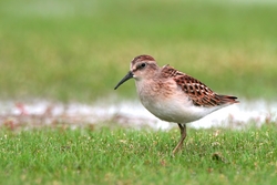 Least Sandpiper