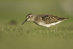 Least Sandpiper