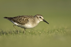 Least Sandpiper