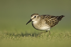 Least Sandpiper