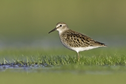 Least Sandpiper