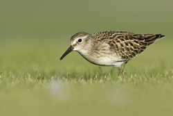 Least Sandpiper