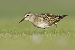 Least Sandpiper