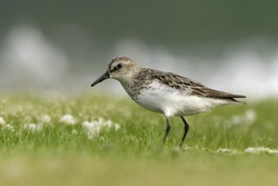 Least Sandpiper