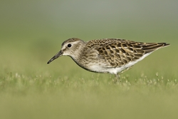 Least Sandpiper
