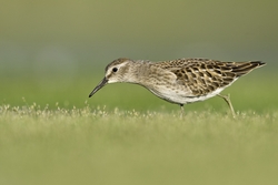 Least Sandpiper