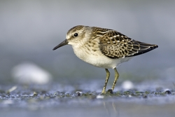 Least Sandpiper
