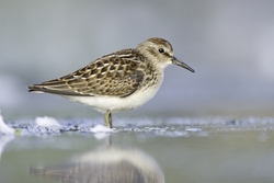 Least Sandpiper