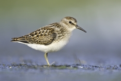 Least Sandpiper