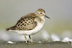 Least Sandpiper