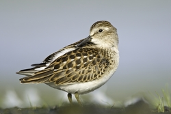 Least Sandpiper