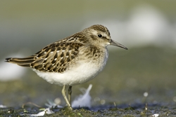 Least Sandpiper
