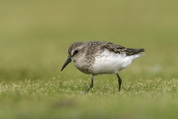 Least Sandpiper