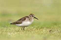 Least Sandpiper