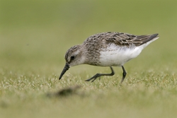 Least Sandpiper