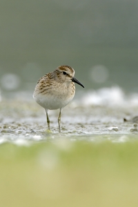 Least Sandpiper