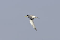 Least Tern