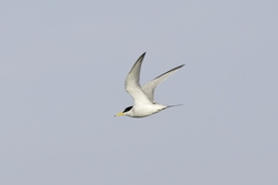 Least Tern