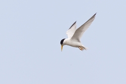 Least Tern