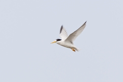 Least Tern