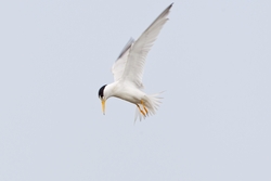 Least Tern