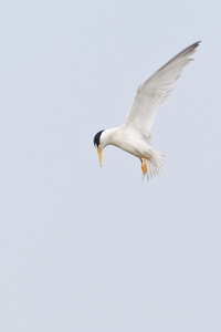 Least Tern