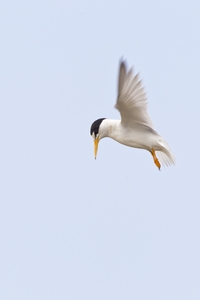 Least Tern