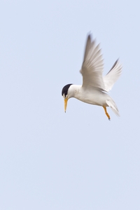 Least Tern
