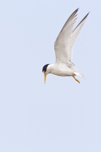 Least Tern