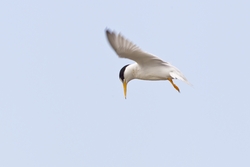Least Tern