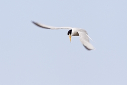 Least Tern