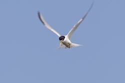 Least Tern
